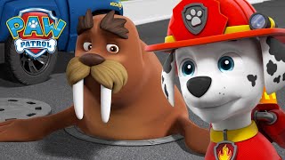 Pups help reunite Wally the Walrus with Captain Turbot  PAW Patrol Cartoons for Kids Compilation [upl. by Suzette]