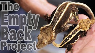 The Most Underrated Crested Gecko Morph Emptyback [upl. by Van]