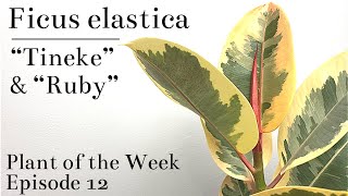 How To Care For Ficus elastica “Tineke” amp “Ruby” Variegated Rubber Tree  Plant Of The Week Ep 12 [upl. by Nueovas]