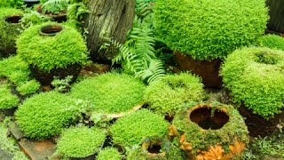 How to Grow Moss Garden Indoor  Moss Garden Indoor Tips [upl. by Ahtnams601]