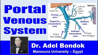 Portal Venous System Portal Vein and Portal Systemic Anastomosis Dr Adel Bondok [upl. by Anifur]