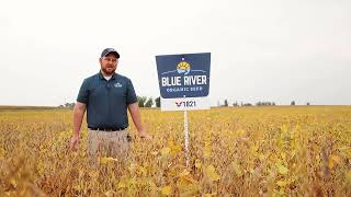 VIRTUE V1821 SOYBEANS  18 RM  ALBERT LEA SEED [upl. by Ynabe]