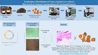 Boosting Nemos Brightness The Role of Carotenoids [upl. by Bolitho]