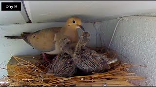 Highlights of Mourning Doves from Eggs to Fledgling Chicks [upl. by Ellehsyt]