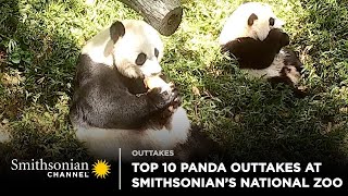 Top 10 Panda Cam Outtakes At Smithsonians National Zoo 🐼 Smithsonian Channel [upl. by Ocirederf]