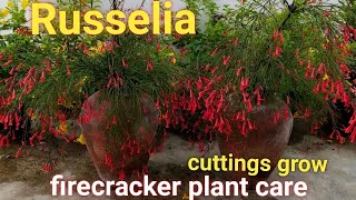 Russeliafirecracker plant care [upl. by Suzi]