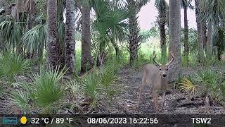 196 Trailside Wildlife game camera video [upl. by Kozloski]