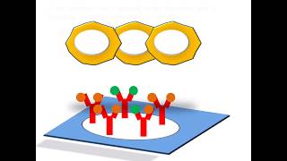 ELISpot  The EnzymeLinked ImmunoSpot assay [upl. by Greenwell491]