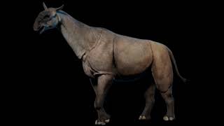 Paraceratherium Transouralicum Giant Rhino Sounds JW [upl. by Cynar]