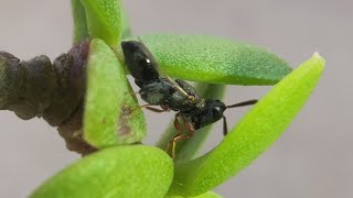 Chalcidid wasp Parasitic  Beware Insects 😱 [upl. by Nicoline]