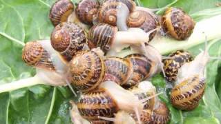 SNAIL FARMING IN AUSTRALIA  Freerange [upl. by Anilrac]