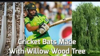 विलो पैर से ही क्रिकेट बैट क्यों बनाया जाता हैं । Why Cricket Bats are made of Willow Wood [upl. by Kalinda181]