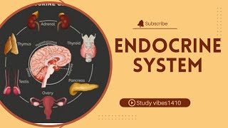 Endocrine System [upl. by Fowkes]