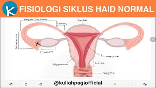 Fisiologi Siklus Menstruasi 55  Siklus Menstruasi Normal [upl. by Lohse]