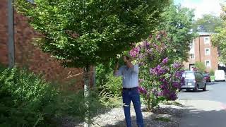 European hornbeam Carpinus betulus  Plant Identification [upl. by Ennairol479]