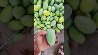 viral mango mango price [upl. by Bennet]