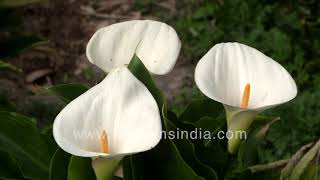 Field of pristine white Arum Lilies at springtime in a Himalayan garden [upl. by Ellevehs527]