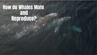 How do Whales Mate and Reproduce [upl. by Beatrice]