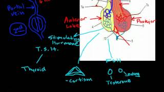 Hypothalamus amp Pituitary Physiology [upl. by Alyce]