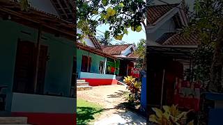 jeruk Bali penghias halaman rumah 🏡 indah mempesona [upl. by Ellery570]