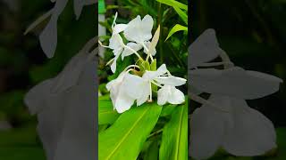 Kalyanasougandhikam Hedychium coronarium the white garlandlily white ginger lilyFlower Power 🤍 [upl. by Noicpesnoc127]