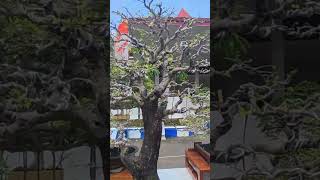 ASEM JAWA bonsai caribonsai vlog viralvideo viralshorts [upl. by Twitt]