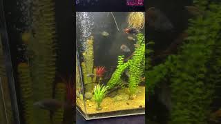 Beautiful planted EEL tank freshwaterfishtank plantedtank eel [upl. by Rosalinde]