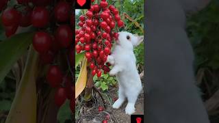 aha tamatar bade mazedar😋😋। shorts rabbit nature cute [upl. by Stanwood]