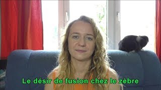 Le désir de fusion chez le zèbre [upl. by Ahsened]