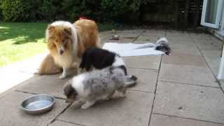 ROUGH COLLIE PUPPIES [upl. by Bourne896]