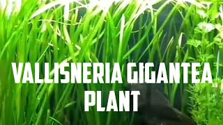 Vallisneria  Jungle Val  Beginner Guide on How To Grow This Great Plant [upl. by Damalas]