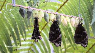 Hatching of Blue Morpho butterflies Morpho peleides in HD [upl. by Drofnas]