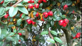 Cotoneaster oder Felsenmispel im Herbst [upl. by Risteau748]