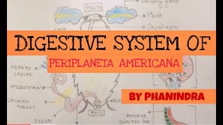 DIGESTIVE SYSTEM OF PERIPLANETA INTER FIRST YEAR BY PHANINDRA [upl. by Yuh]