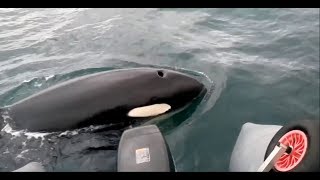 Spektakuläre Orca  Wal Sichtung in Russland [upl. by Piero]