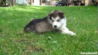 Alaskan Malamute Puppies  5 weeks old HD [upl. by Meneau]