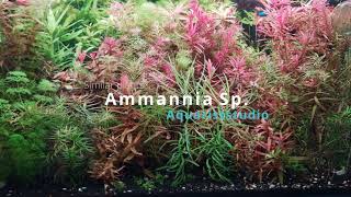 Ammannia Sp Senegalensis and Ammannia Sp Gracilis A Case of Two Identical Aquarium Plants [upl. by Eugatnom490]