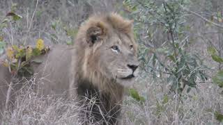 Ulusaba Lodge in 4K  Kruger Park  South Africa  Lion Sighting  10 September 2023 [upl. by Nohsram919]