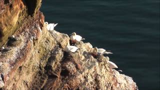 Vogelfelsen auf Helgoland [upl. by Dnaltiak278]