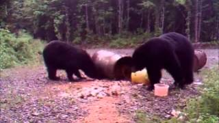 Bear Hunting in New Brunswick Canada [upl. by Llert415]