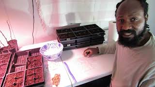 How to grow Scotch bonnet habanero peppers from seeds from seeds to harvest 17 Oct 20 [upl. by Nnairak]