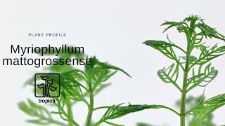 Myriophyllum mattogrossense [upl. by Ciel626]