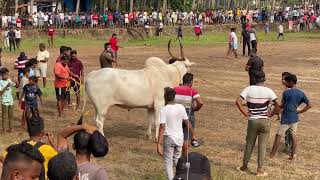 Ox Fight Goa  Traditional Dhirio Sport  Bullfights Goa [upl. by Alset]