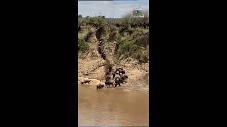 GAME TOURAMBOSELI AND MASAI MARA [upl. by Nosauq738]