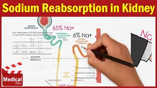 Pharmacology CVS 6 Renal Physiology amp Sodium Reabsorption in Kidney MADE EASY [upl. by Aromas]