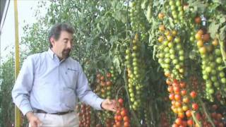 Agroscience  Tomate Cherry [upl. by Raquel]