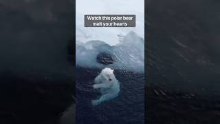 Watch this polar bear melt your hearts [upl. by Lydia]