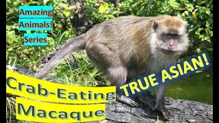 Crabeating Macaque facts 🐒 Longtailed Macaque 🐒 invasive species 😤 [upl. by Okika]