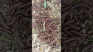 Trigoniulus Corallinus गोजर millipede [upl. by Lilias719]