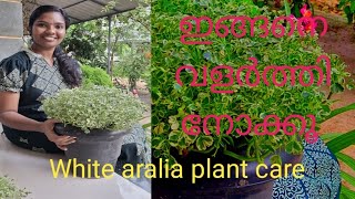 Variegated aralia careചെറിയ തണ്ട് കൊണ്ട് ചട്ടി നിറയെ വളർത്തിയെടുക്കാം 👍 [upl. by Kciv780]